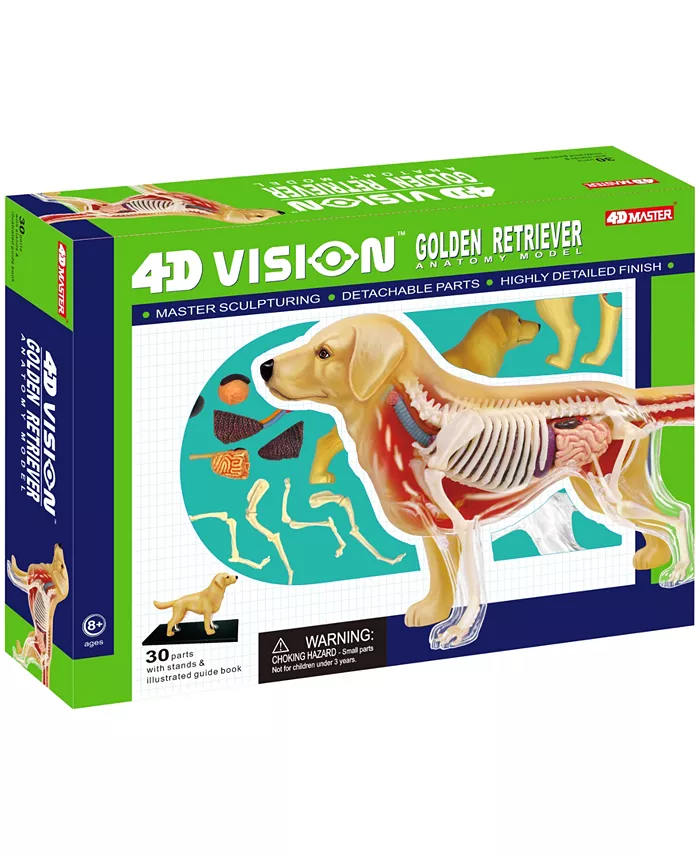 Areyougame 4D Master 4D Vision Golden Retreiver Anatomy Model - Mycitystee