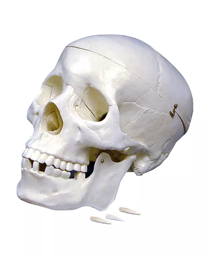 Supertek Plastic Human Skull Model - Mycitystee