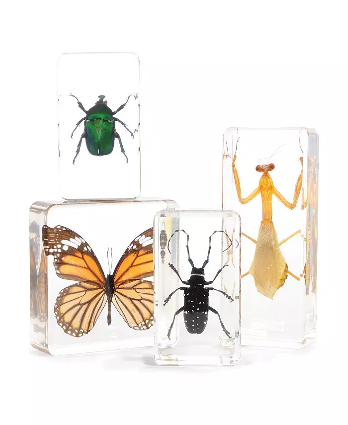 Kaplan Early Learning Insect Specimen Set - Set of 4 - Mycitystee