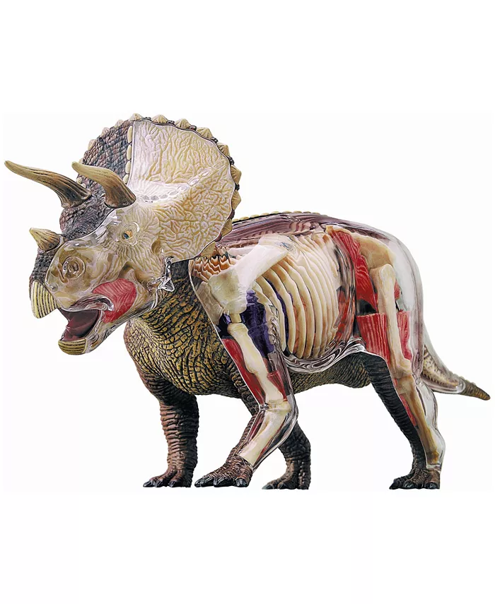 4D Master 4D Vision Triceratops Anatomy Model - Mycitystee