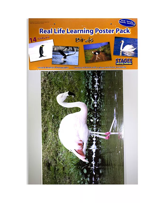 Stages Learning Materials Real Photo Birds Poster Set - Mycitystee