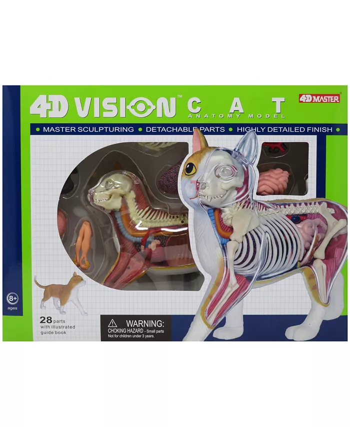 Areyougame 4D Master 4D Vision Orange Cat Anatomy Model - Mycitystee