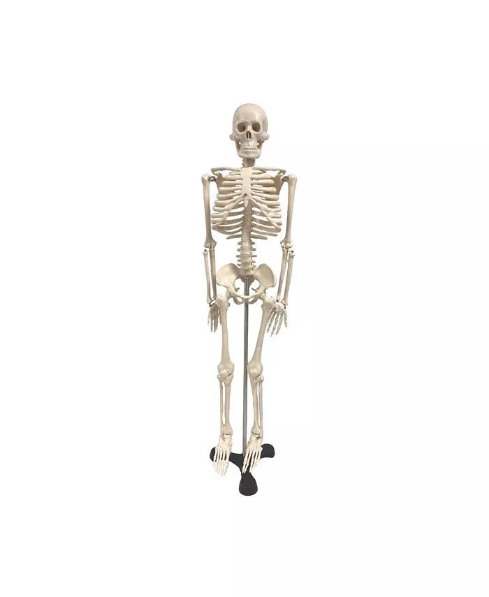 Supertek Human Skeleton Model with Key， 19.5