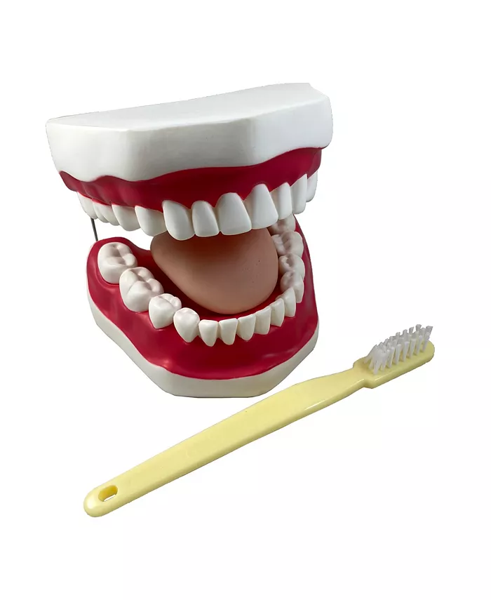 Supertek Oral Hygiene Model with Key - Mycitystee