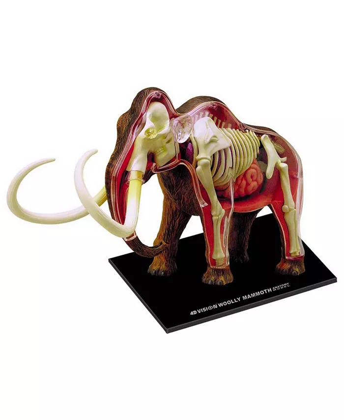 4D Master 4D Vision Wooly Mammoth Anatomy Model - Mycitystee