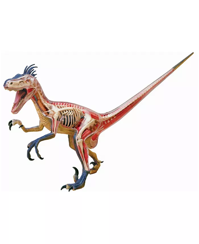 4D Master 4D Vision Velociraptor Anatomy Model - Mycitystee