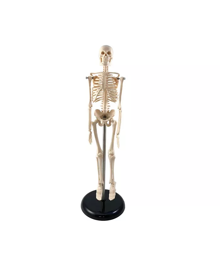 Supertek Human Skeleton Model with Key， 10.5