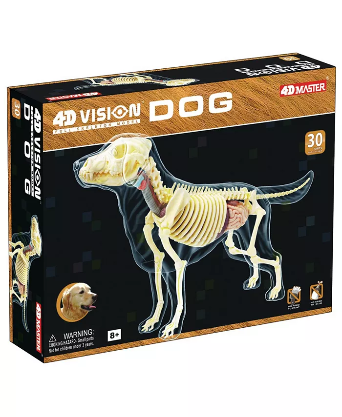 4D Master 4D Vision Full Skeleton Dog Model - Mycitystee
