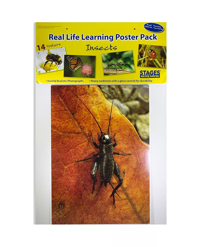 Stages Learning Materials Real Photo Insects Poster Set - Mycitystee