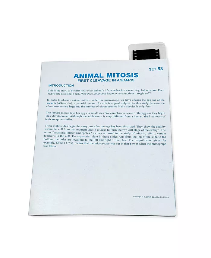 Supertek Microslide， Animal Mitosis - Mycitystee