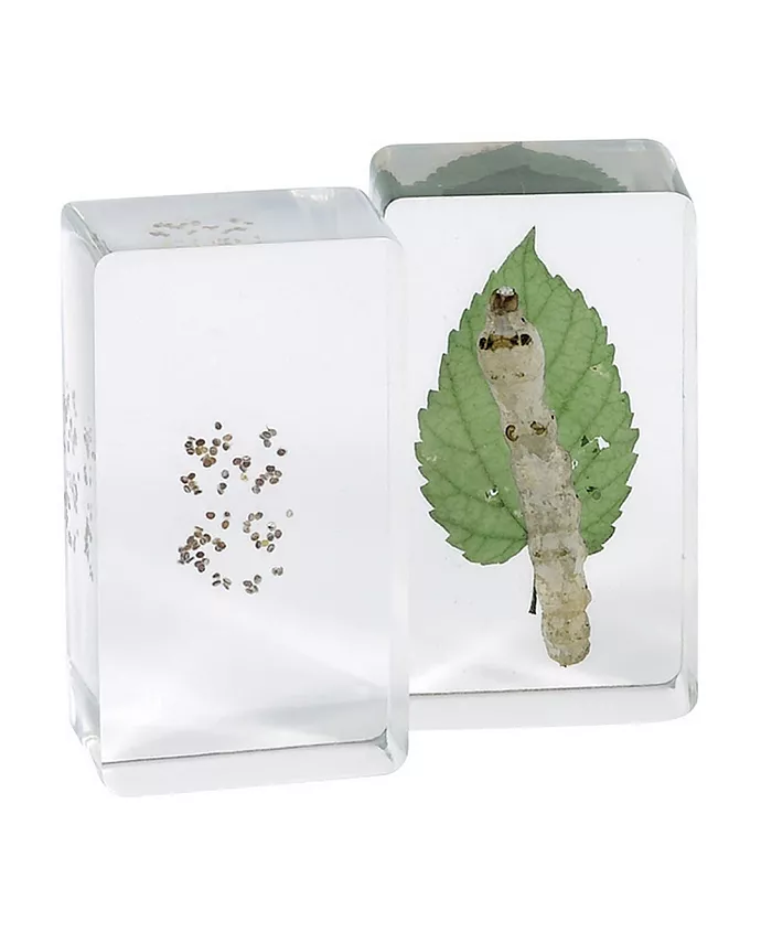 Kaplan Early Learning Life Cycles Moth Specimen Set - Set of 4 - Mycitystee
